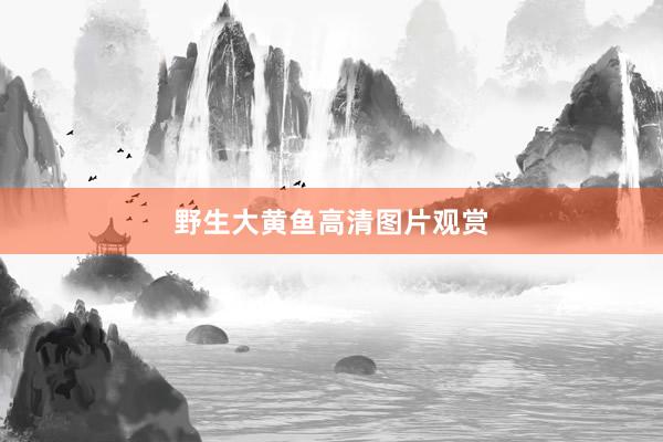野生大黄鱼高清图片观赏